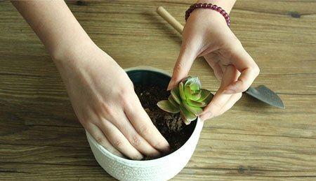 多肉植物拼盘盆景制作 多肉植物拼盘盆景制作