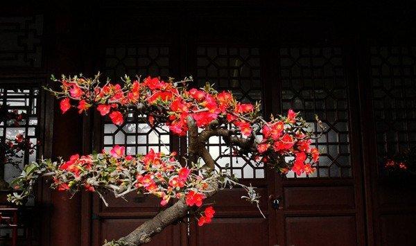 贴梗海棠盆景的制作和养护要点
