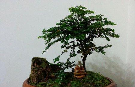 虎刺盆景