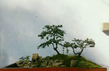虎刺盆景