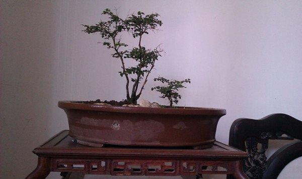 虎刺盆景的制作方法