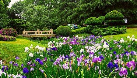 花菖蒲栽培方法