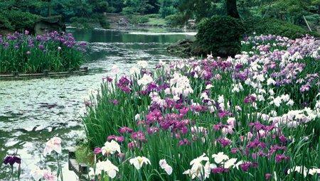 花菖蒲的养护方法