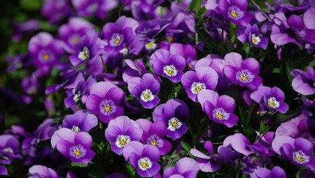 蝴蝶花养殖注意事项 蝴蝶花养殖注意事项