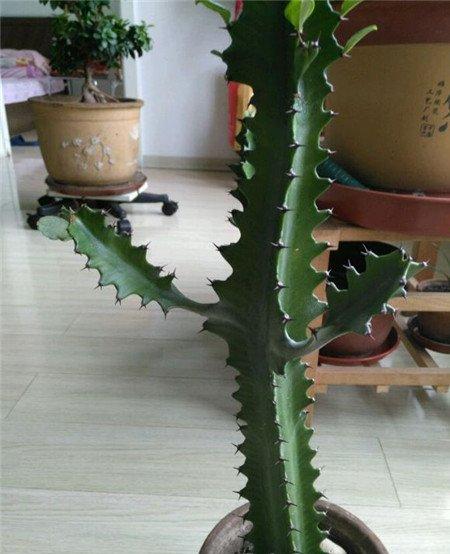 龙骨能嫁接蟹爪兰吗？