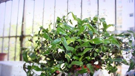 婚纱吊兰 婚纱吊兰
