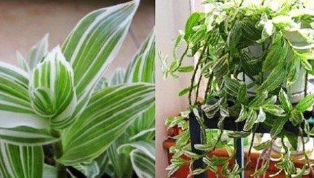 花吊兰 花吊兰