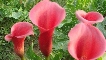 红花马蹄莲 红花马蹄莲