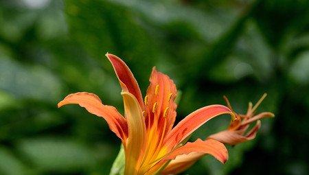 橙花萱草的图片