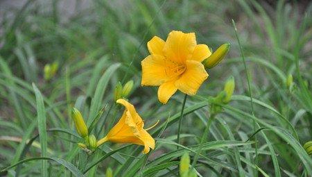 小黄花菜的图片