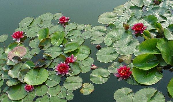 怎么种植睡莲