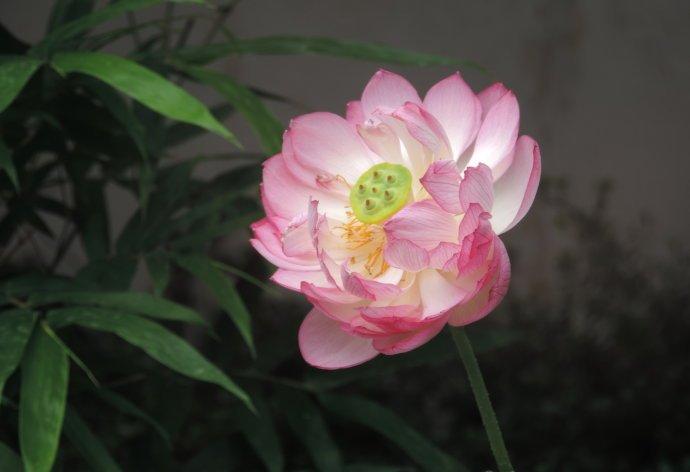 桌上莲