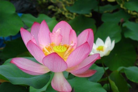 披针红