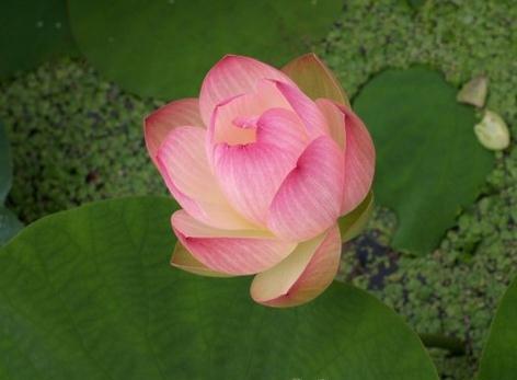 红蜻蜓