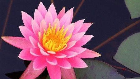 睡莲盛开的图片