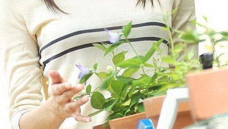 盆栽睡莲浇水