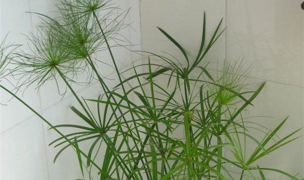 旱伞草（水棕竹）的养殖方法