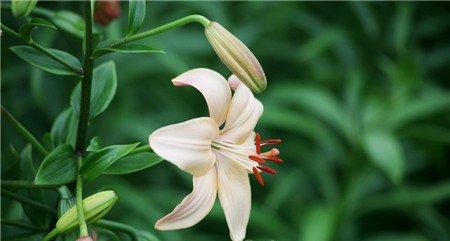 百合花水养怎么养 百合花水养怎么养