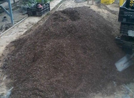郁金香种植土 郁金香种植土