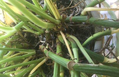 绿萝根发霉了怎么办