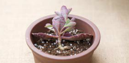 多肉植物摆放的图片 多肉植物摆放的图片