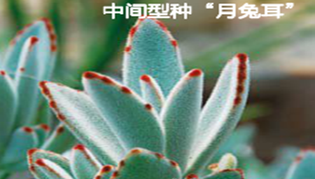 中间型种月兔耳 中间型种月兔耳