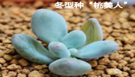 冬型种“桃美人” 冬型种“桃美人”
