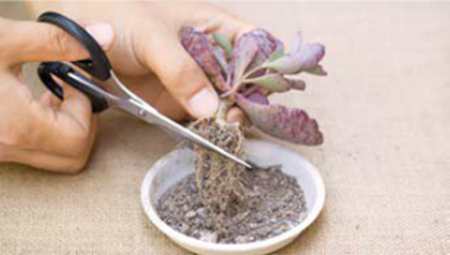 多肉植物剪去老根