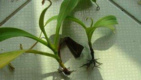 猪笼草草根图
