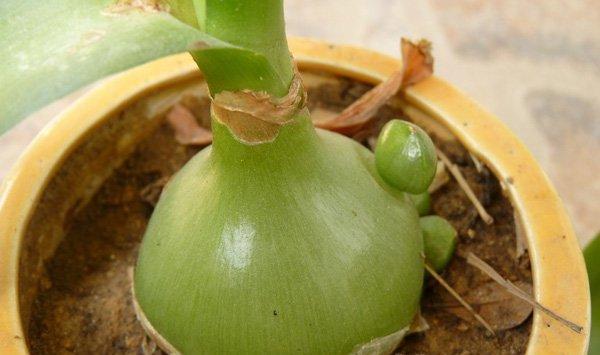虎眼万年青的养殖方法