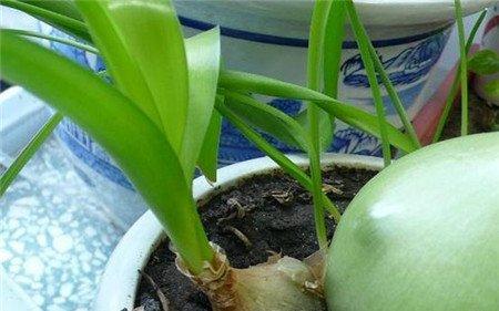 虎眼万年青的养殖方法 虎眼万年青的养殖方法