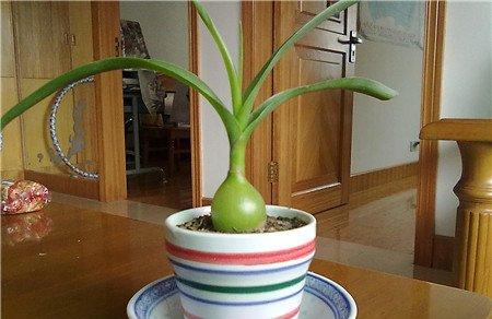 虎眼万年青的养殖方法之水肥 虎眼万年青的养殖方法之水肥