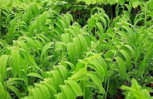 江北玉竹