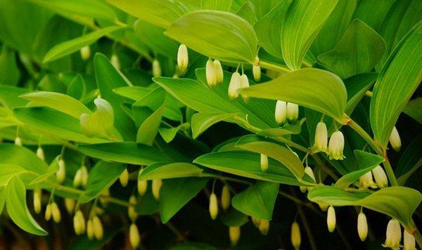 玉竹家庭种植及养护方法详解