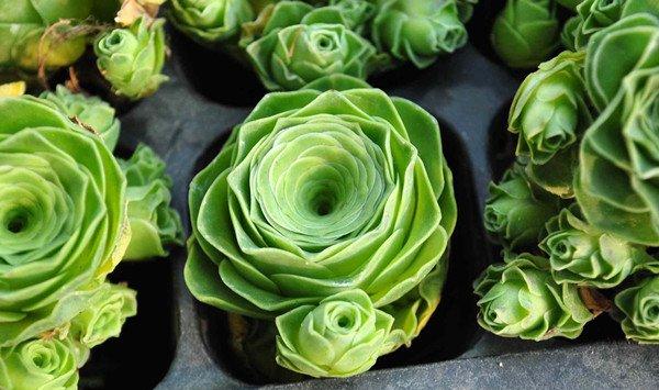 多肉植物适合的土壤