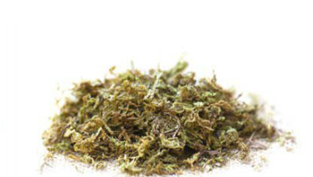 适合多肉的苔藓