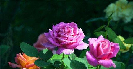 月季花的养殖注意事项