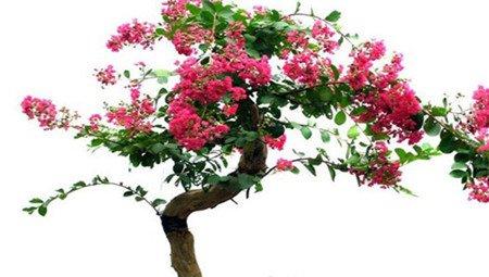 室内盆栽紫薇花