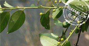 榕叶冬青Ilex ficoidea Hemsl．