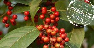 铁冬青Ilex rotunda Thunb．