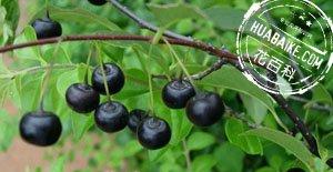 秤星树（梅叶冬青）Ilex asprella（Hook．et Arn．)Champ．