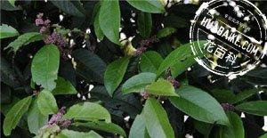 广东冬青Ilex kwangtungensis Merr．