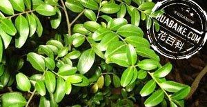 矮冬青Ilex lohfauensis Merr．
