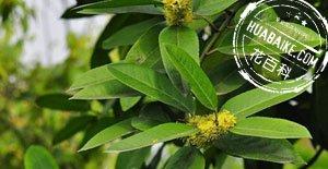 大叶冬青Ilex latifolia Thunb．