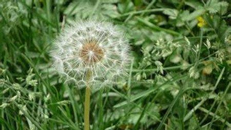 蒲公英移根繁殖