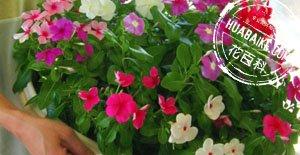长春花养护技巧