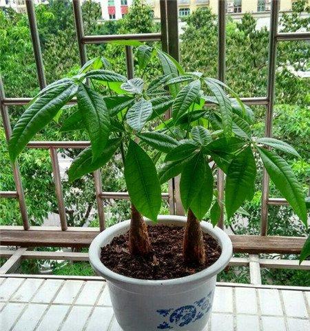 发财树的生长环境