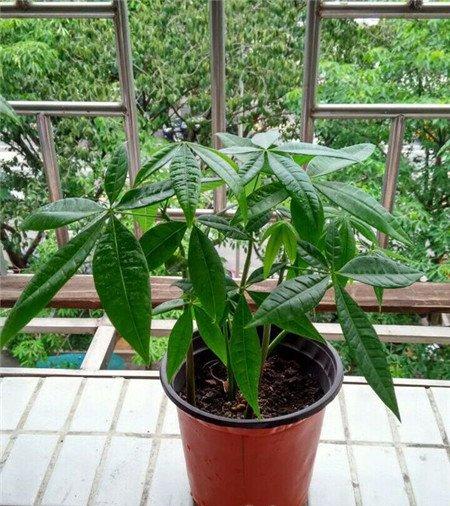 发财树的养殖方法