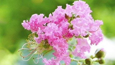 紫薇花光照