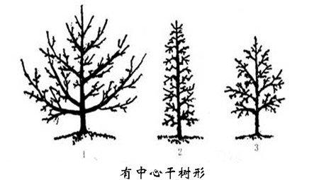 紫薇花修剪